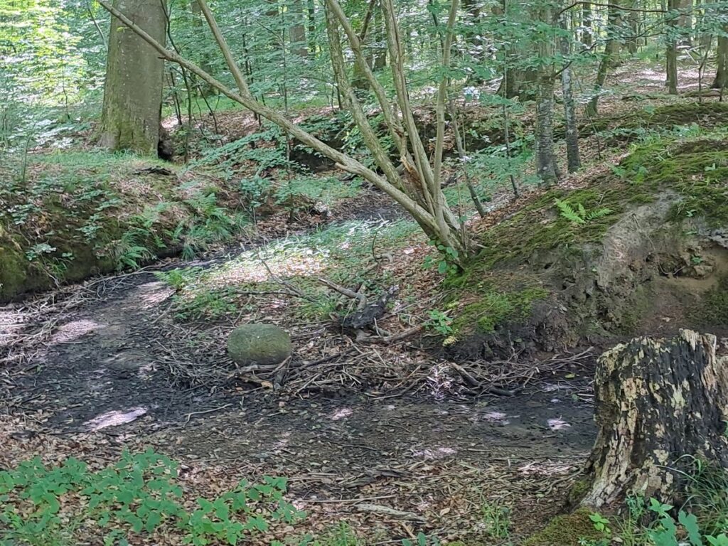 Billede 8 fra VANDRETUR EGEHJORTEN HILLERØD