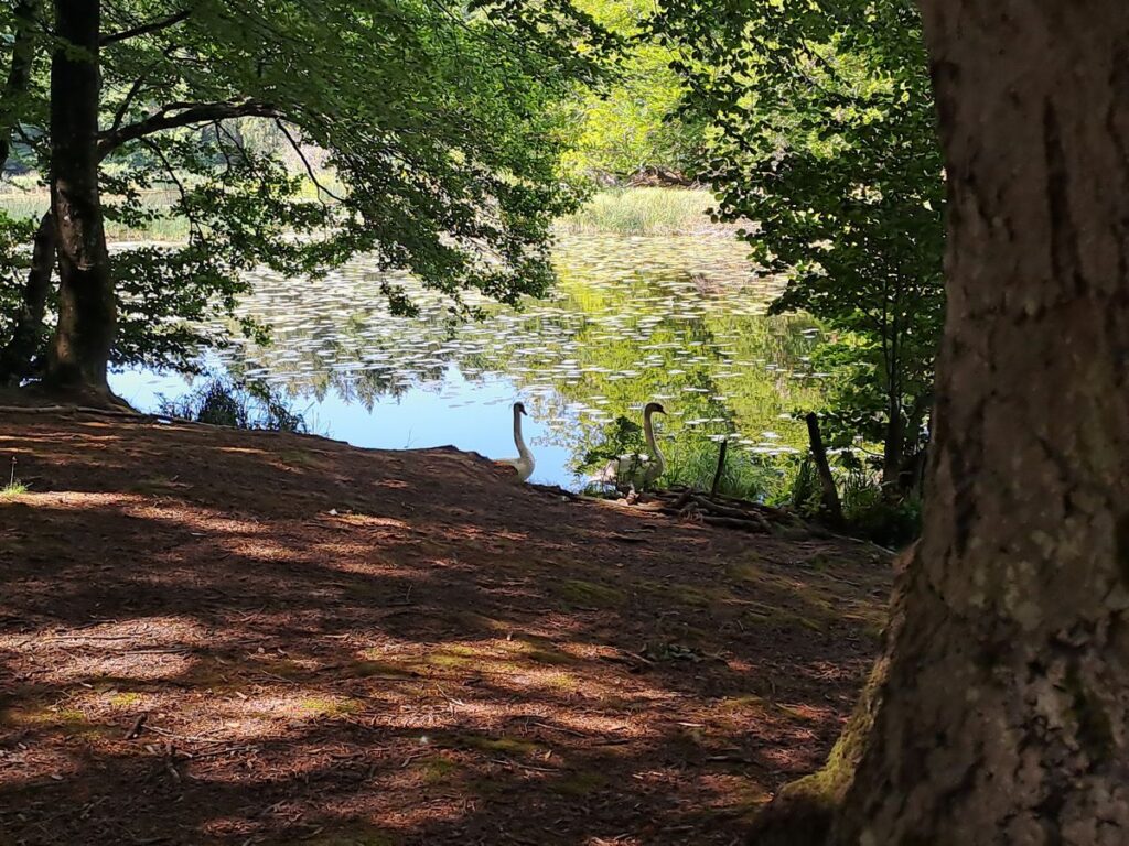 Billede 7 fra VANDRETUR EGEHJORTEN HILLERØD