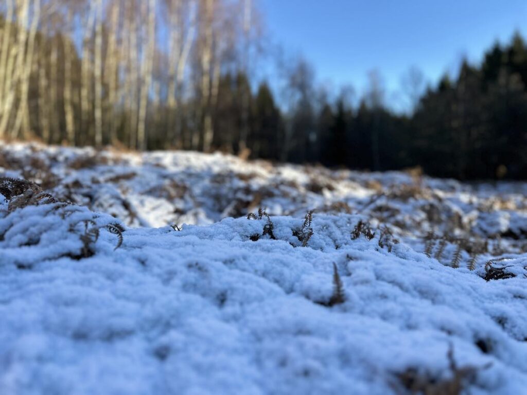 Billede 10 fra EGEHJORTEN VANDRETUR