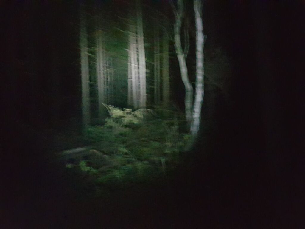 Billede 2 fra NATTEVANDRING